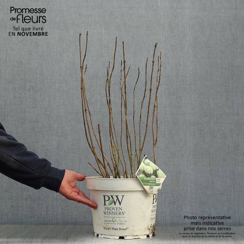 Spécimen de Hortensia arborescens BellaRagazza Limetta Pot de 4L/5L tel que livré en automne