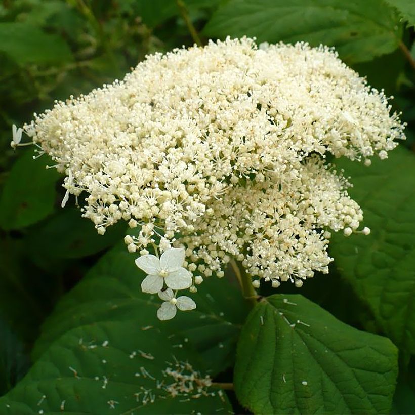 Hortensia arborescens Hills Of Snow (Floraison)