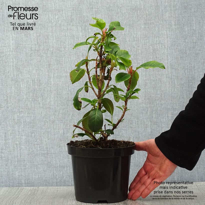 Spécimen de Hortensia grimpant - Hydrangea Semiola Pot de 2L/3L tel que livré en hiver