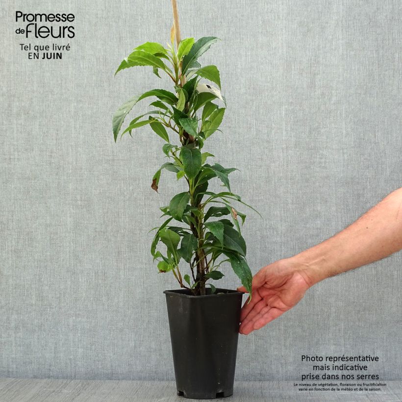 Spécimen de Hortensia grimpant - Hydrangea seemanii Pot de 2L/3L tel que livré en été