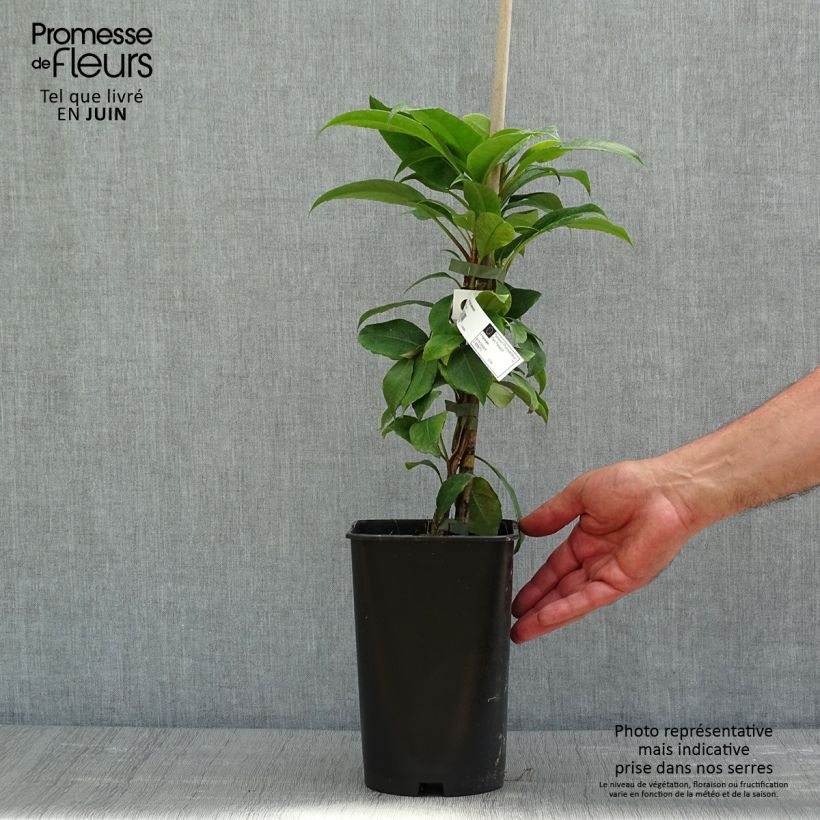Spécimen de Hortensia grimpant - Hydrangea seemanii Pot de 2L/3LHauteur livrée env. 60/70cm tel que livré au printemps