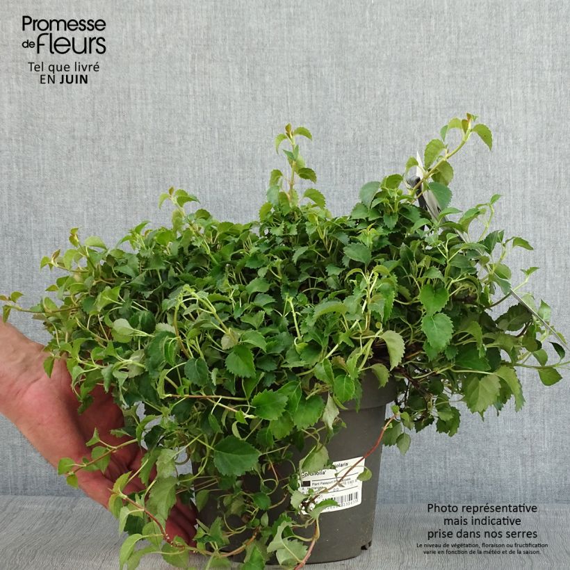Spécimen de Hortensia grimpant - Hydrangea petiolaris Cordifolia tel que livré en printemps