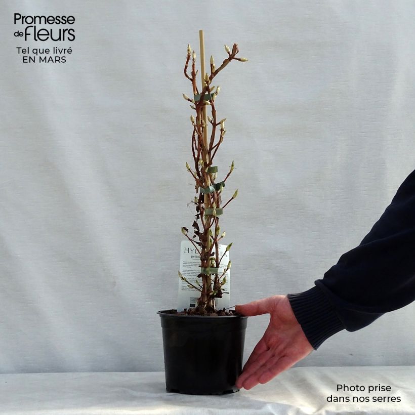 Spécimen de Hortensia grimpant - Hydrangea petiolaris Miranda Pot de 2L/3L tel que livré au printemps