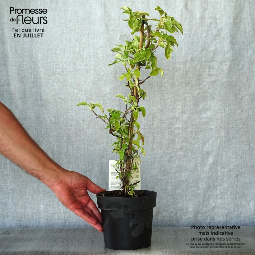 Spécimen de Hortensia grimpant - Hydrangea petiolaris Miranda Pot de 2L/3L tel que livré en été
