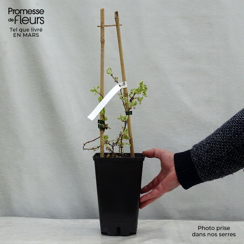 Spécimen de Hortensia grimpant - Hydrangea petiolaris Silver Lining tel que livré au printemps