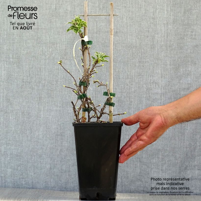 Spécimen de Hortensia grimpant - Hydrangea petiolaris Silver Lining Pot de 2L/3L tel que livré en été