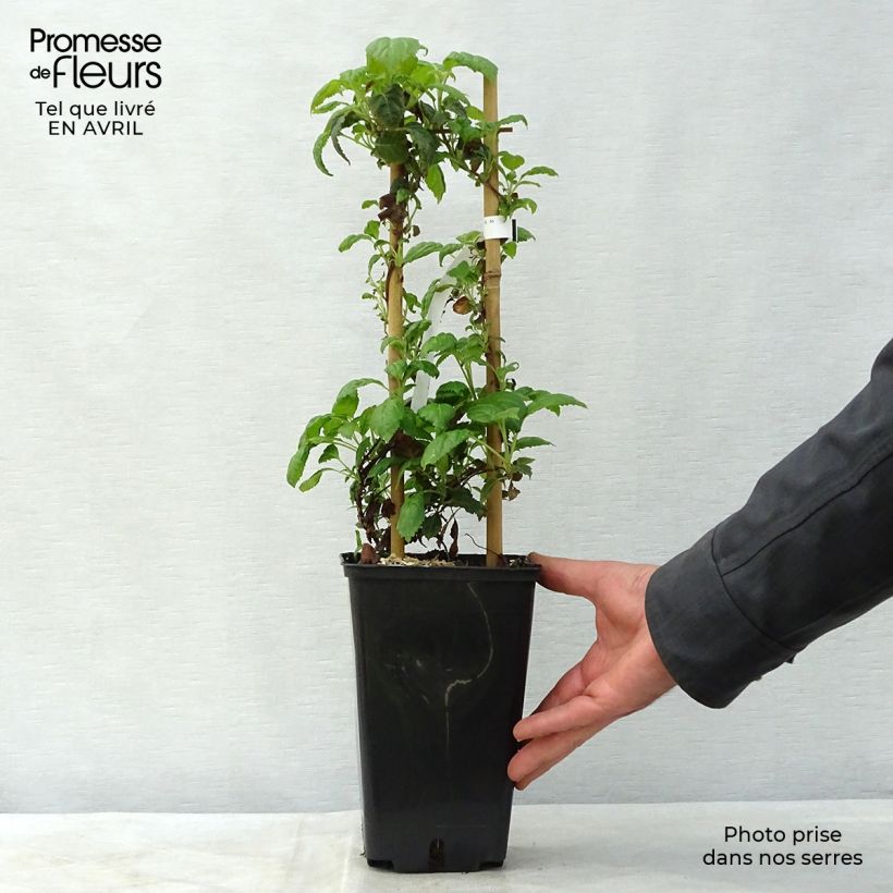 Spécimen de Hortensia grimpant - Hydrangea petiolaris Winter Surprise Pot de 3L tel que livré au printemps