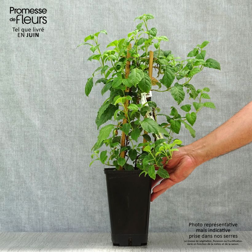 Spécimen de Hortensia grimpant - Hydrangea petiolaris Winter Surprise Pot de 2L/3L tel que livré en été