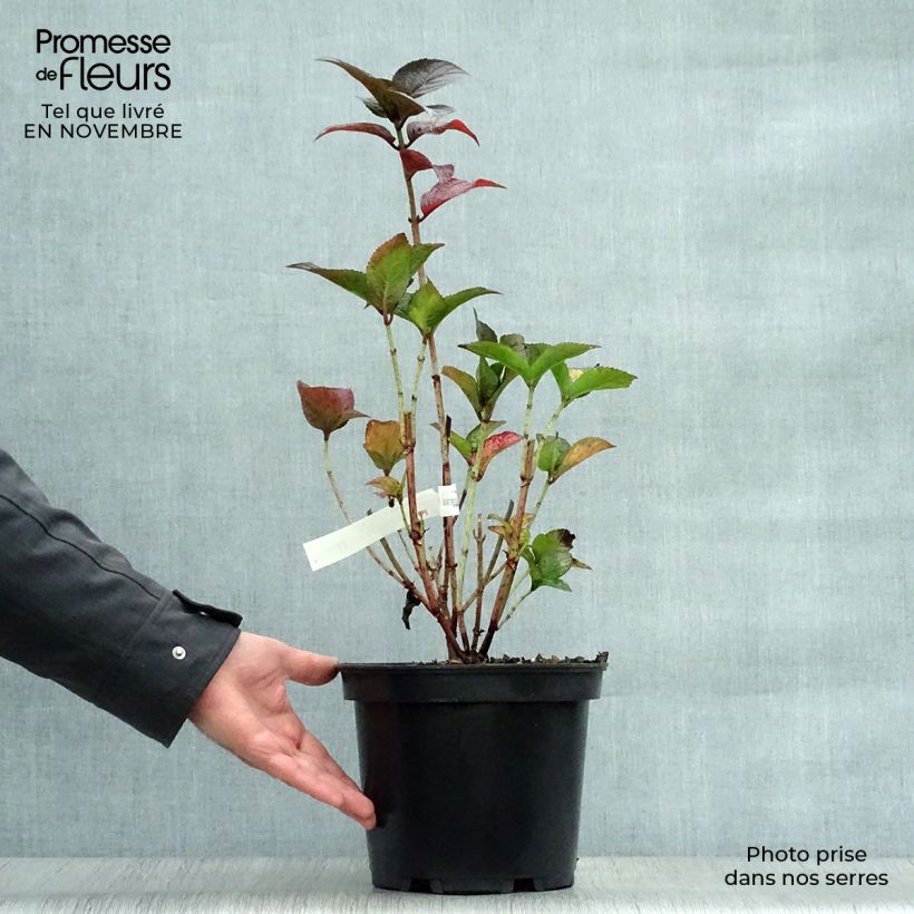 Spécimen de Hortensia hybride - Hydrangea Daredevil tel que livré en automne