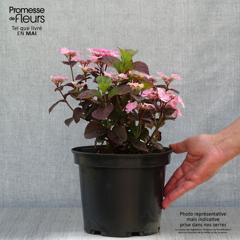 Spécimen de Hortensia hybride - Hydrangea Daredevil Pot de 4L/5L tel que livré au printemps