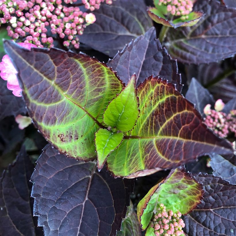 Hortensia hybride - Hydrangea Daredevil (Feuillage)