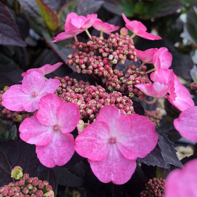 Hortensia hybride - Hydrangea Daredevil (Floraison)