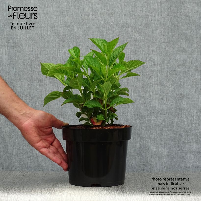 Spécimen de Hortensia macrophylla Alpenglühen Pot de 2L/3L tel que livré en été