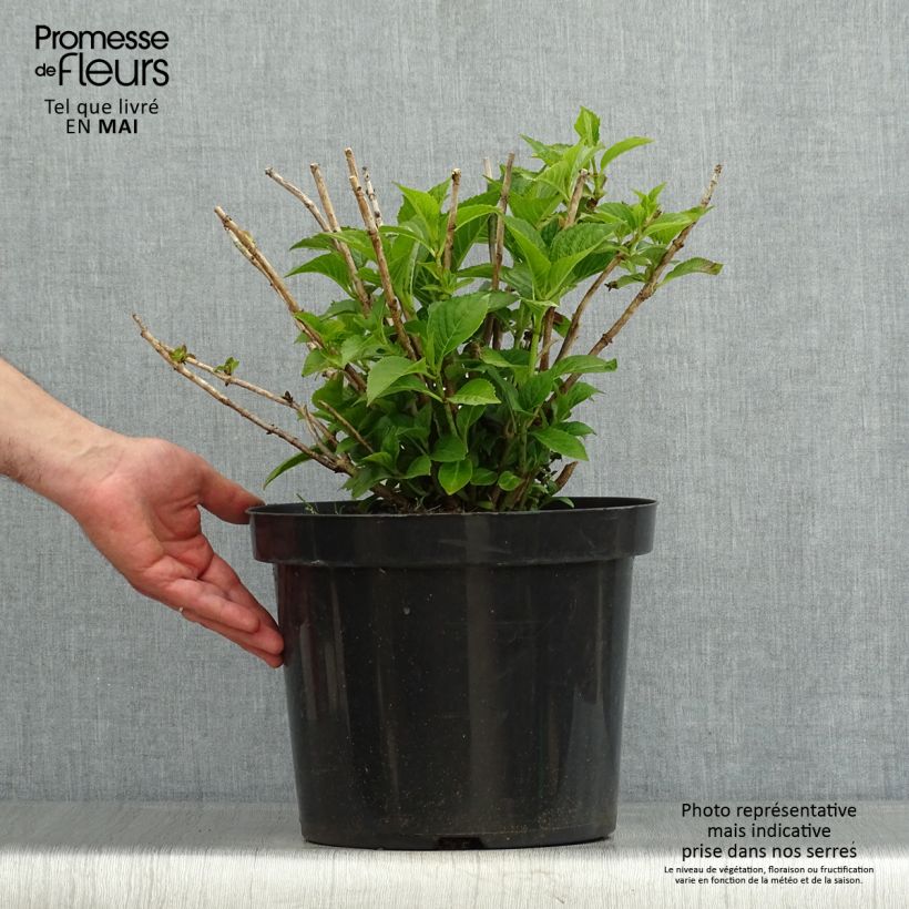 Spécimen de Hortensia macrophylla Alpenglühen en pot de 7,5L/10L tel que livré au printemps