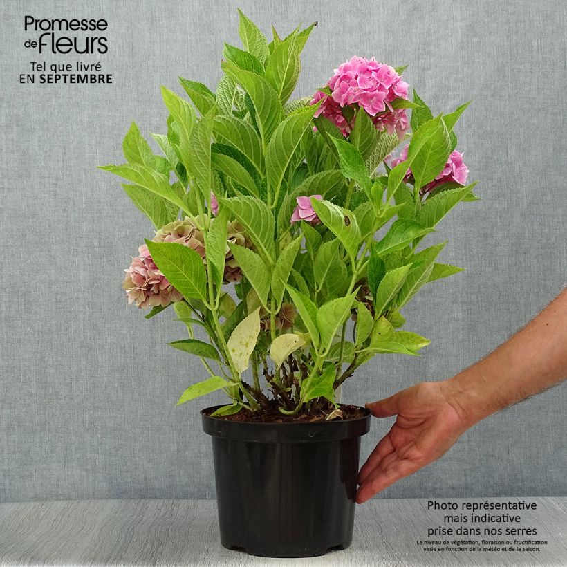 Spécimen de Hortensia macrophylla Ankong Pot de 4L/5L tel que livré en automne