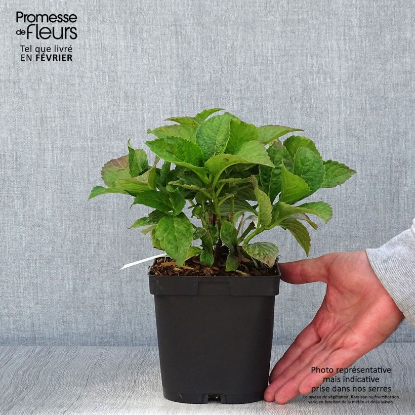 Spécimen de Hortensia macrophylla Eughen Hahn Pot de 2L/3L tel que livré en automne