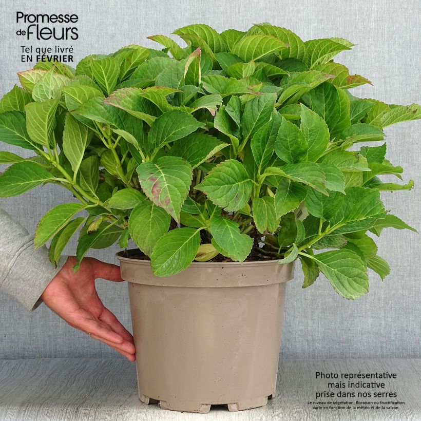 Spécimen de Hortensia macrophylla Eughen Hahn Pot de 7,5L/10L tel que livré en automne