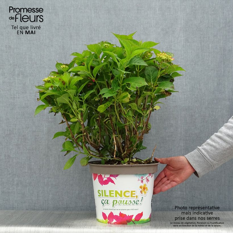 Spécimen de Hortensia macrophylla Eughen Hahn en pot de 7,5l/10l tel que livré au printemps