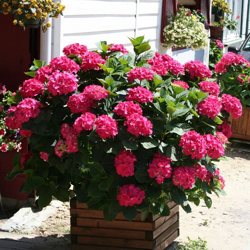 Hortensia macrophylla King George V (Port)