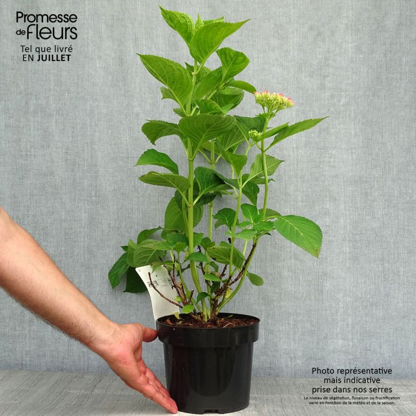 Spécimen de Hortensia macrophylla King George V Pot de 2L/3L tel que livré en été