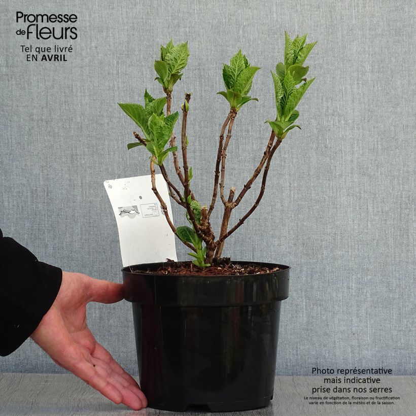 Spécimen de Hortensia macrophylla King George V en pot de 2/3L tel que livré au printemps