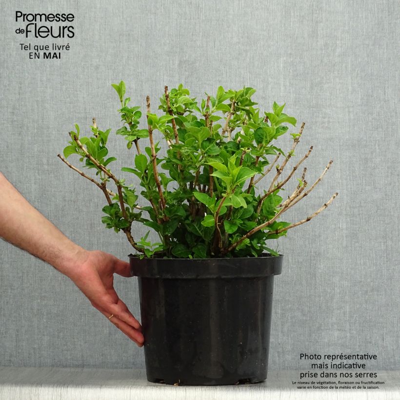 Spécimen de Hortensia macrophylla King George V en pot de 7,5l/10l tel que livré au printemps