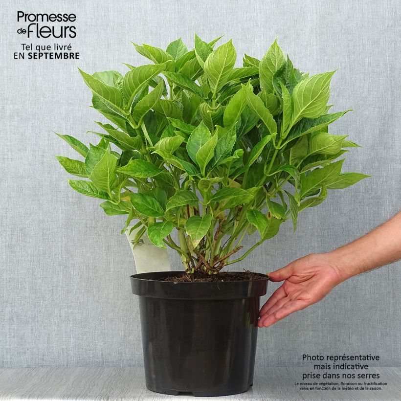 Spécimen de Hortensia macrophylla Lanarth White Pot de 7,5L/10L tel que livré en automne