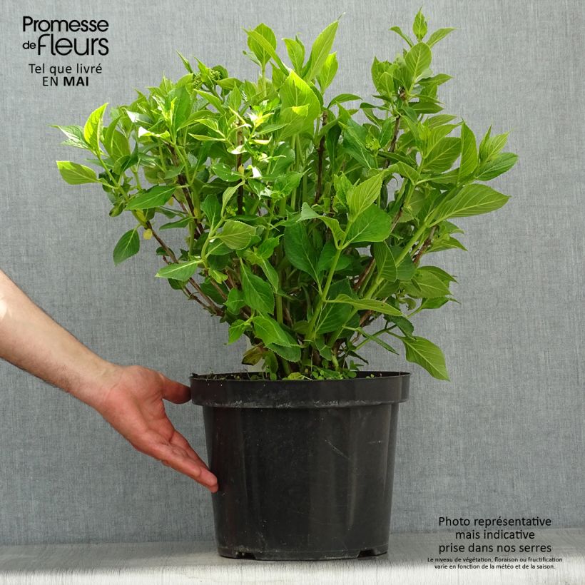 Spécimen de Hortensia macrophylla Lanarth White en pot de 7,5L/10L tel que livré au printemps