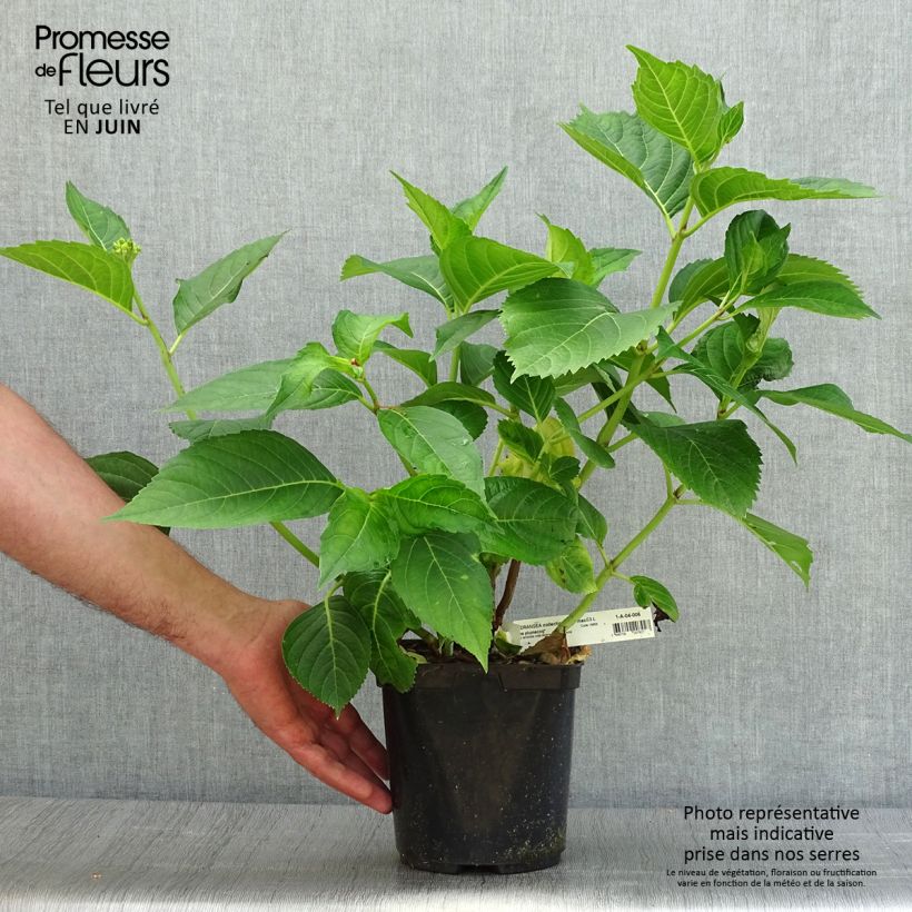 Spécimen de Hortensia macrophylla Madame Plumecoq Pot de 2L/3L tel que livré en été