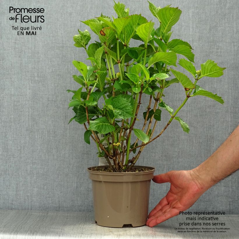 Spécimen de Hortensia macrophylla Masja Pot de 1.5L/2L tel que livré au printemps