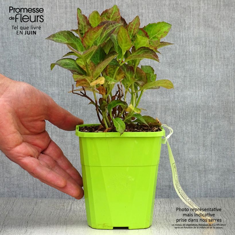 Spécimen de Hortensia - Hydrangea macrophylla Miss Saori Pot de 1L/1,5L tel que livré en été