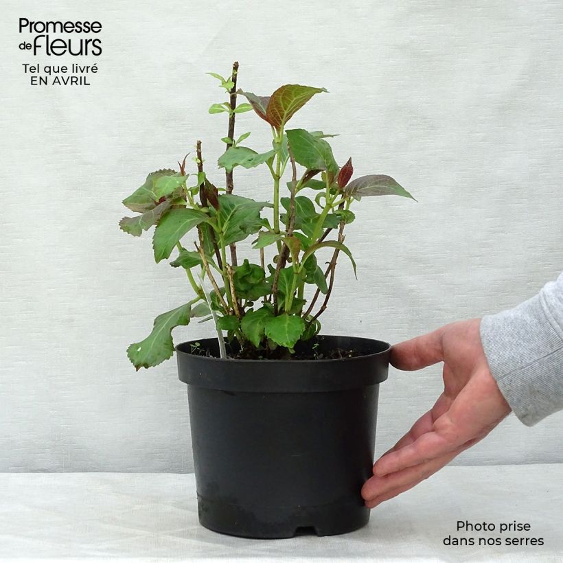 Spécimen de Hortensia - Hydrangea macrophylla Miss Saori Pot de 2L/3LHauteur livrée env. 5cm tel que livré au printemps