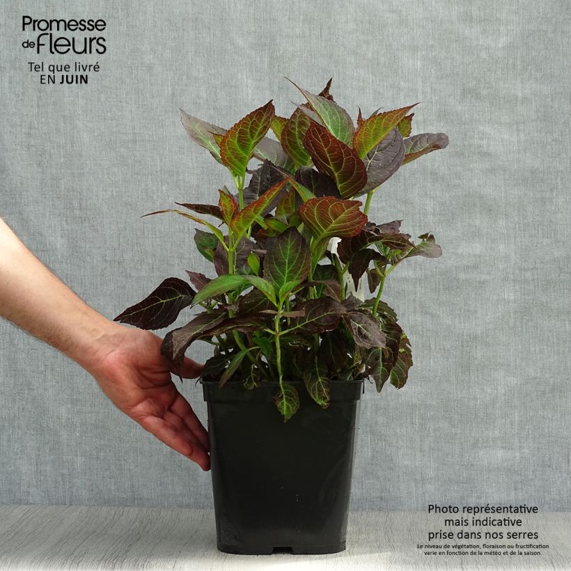 Spécimen de Hortensia - Hydrangea macrophylla Miss Saori Pot de 4L/5L tel que livré en été