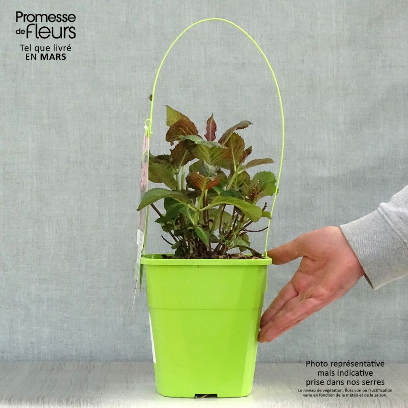Spécimen de Hortensia - Hydrangea macrophylla Miss Saori Pot de 4L/5LHauteur livrée env. 30/40cm tel que livré au printemps