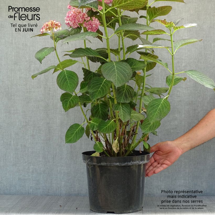 Spécimen de Hortensia - Hydrangea macrophylla Miss Saori Pot de 7,5L/10L tel que livré en été