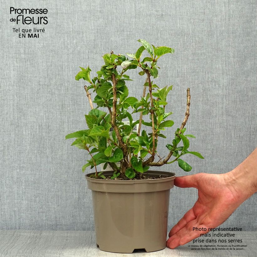 Spécimen de Hortensia macrophylla Rotkehlchen Pot de 2L/3L tel que livré au printemps