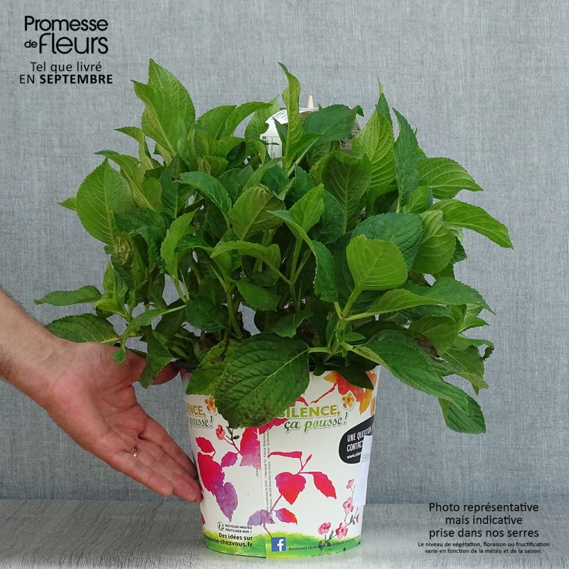 Spécimen de Hortensia macrophylla Stellar Bleu en pot de 4l/5l tel que livré en été