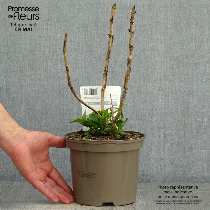 Spécimen de Hortensia macrophylla Teller Blue en pot de 2L/3L tel que livré au printemps