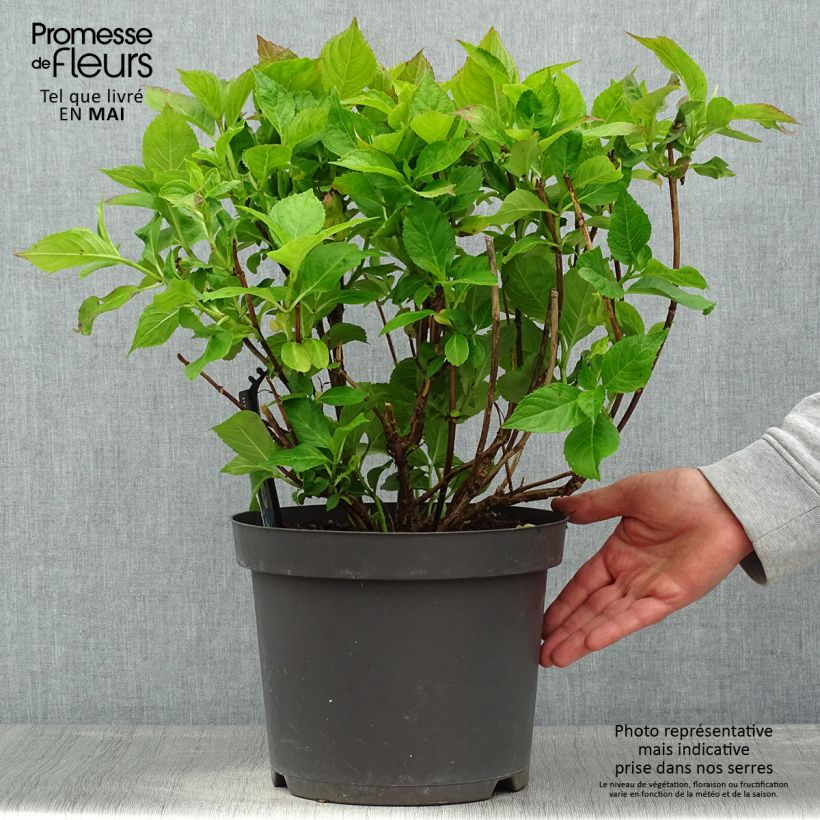 Spécimen de Hortensia macrophylla Teller Blue en pot de 7,5L/10L tel que livré au printemps
