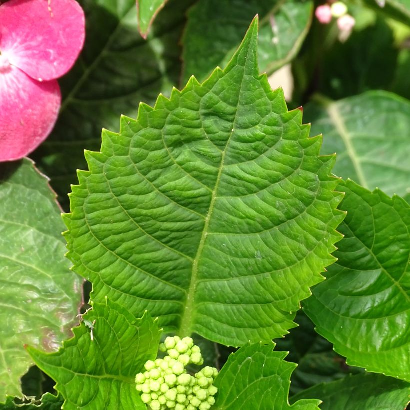 Hortensia macrophylla Teller Red (Feuillage)