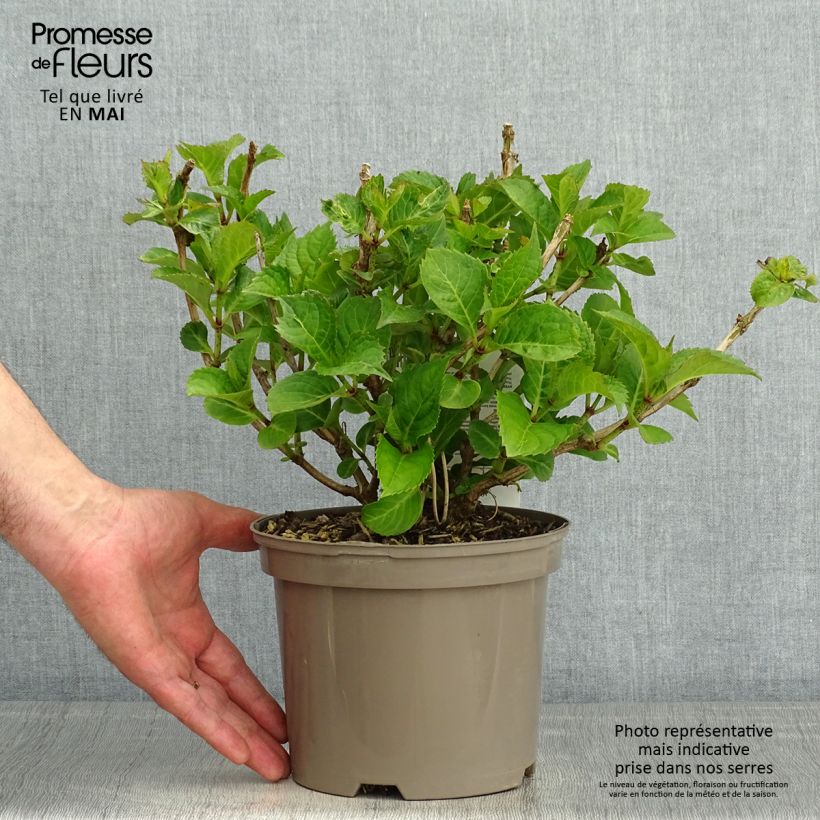 Spécimen de Hortensia macrophylla Teller Red en pot de 2L/3L tel que livré au printemps