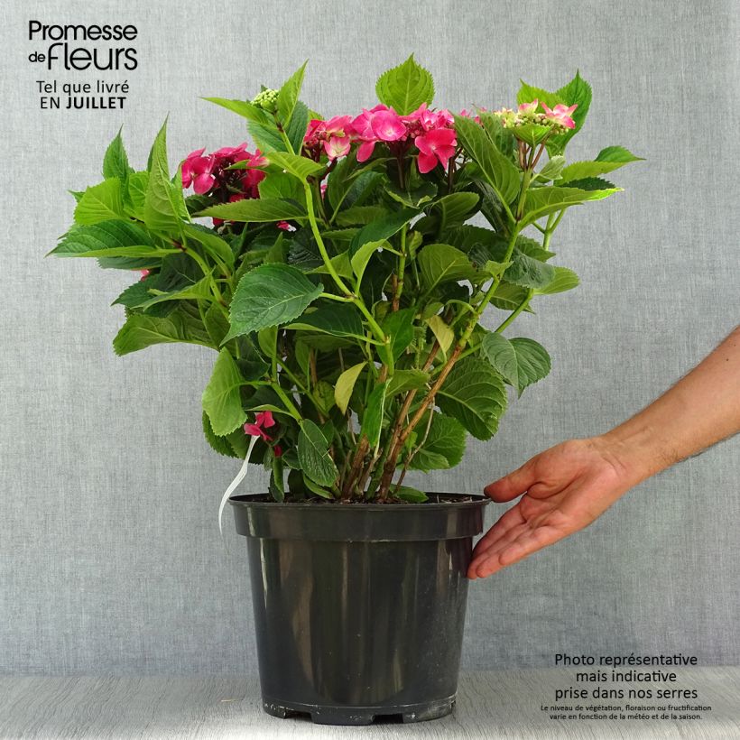 Spécimen de Hortensia macrophylla Teller Red Pot de 7,5L/10L tel que livré en été