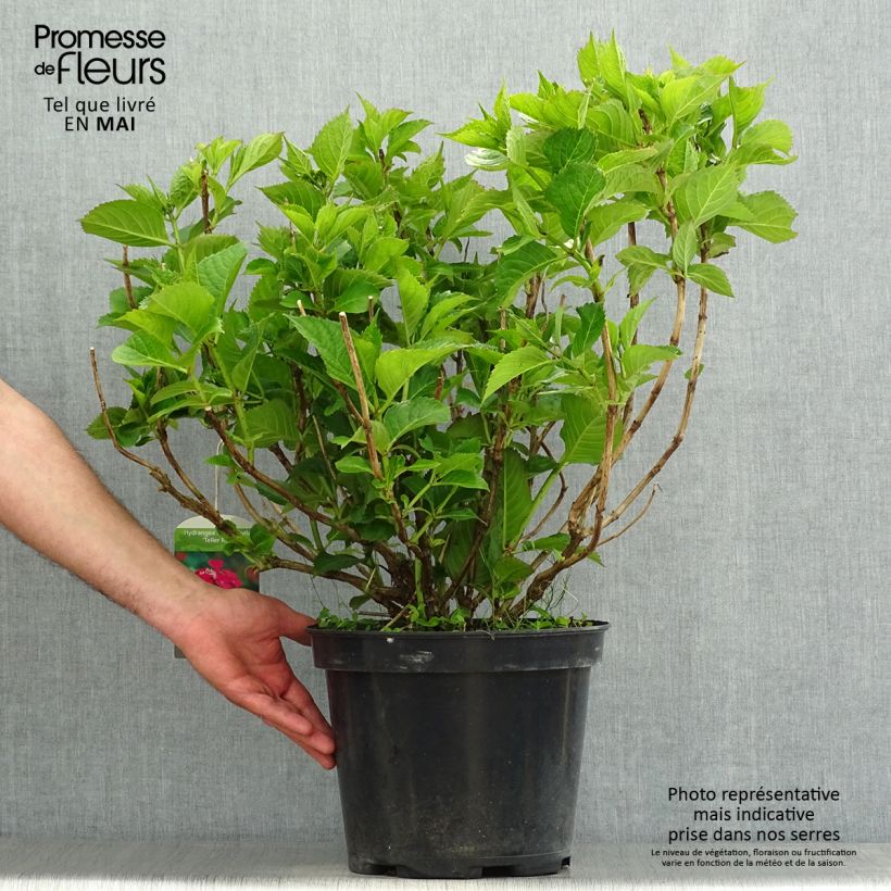 Spécimen de Hortensia macrophylla Teller Red en pot de 7,5L/10L tel que livré au printemps
