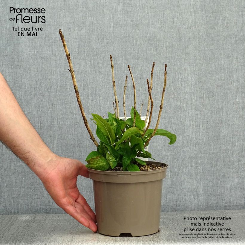 Spécimen de Hortensia macrophylla White Wave Pot de 3L tel que livré au printemps