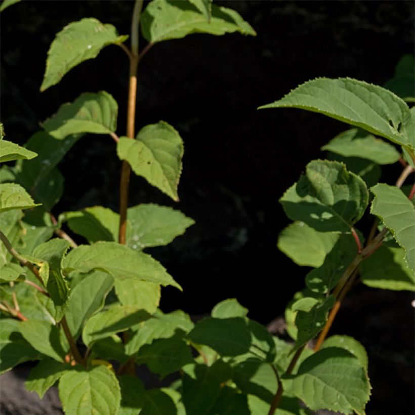 Hortensia - Hydrangea paniculata Burgondy Lace (Feuillage)
