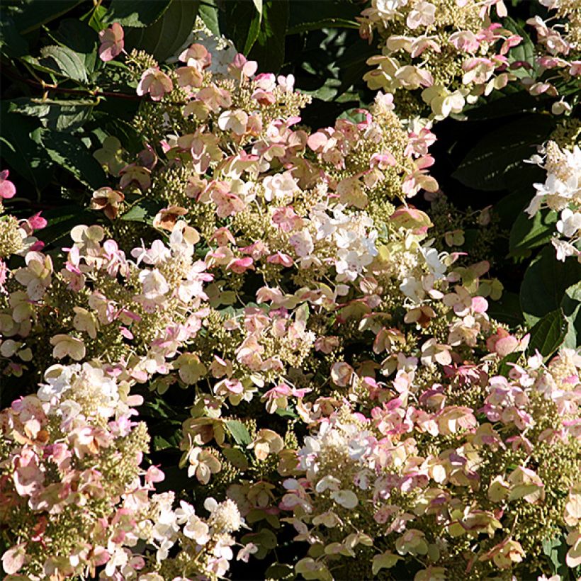 Hortensia - Hydrangea paniculata Burgondy Lace (Floraison)
