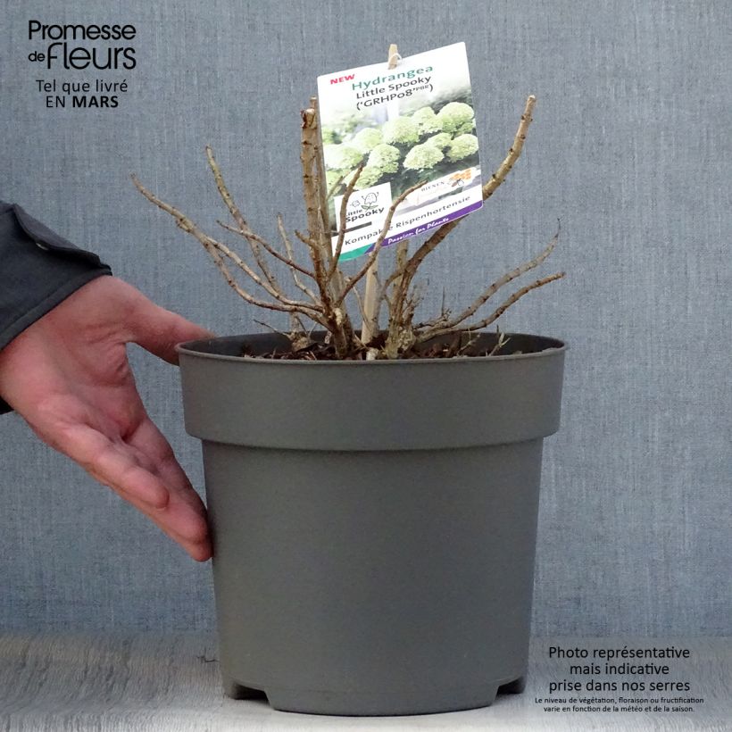 Spécimen de Hydrangea paniculata Little Spooky - Hortensia paniculé Pot de 3L/4LHauteur livrée env. 10/15cm tel que livré au printemps