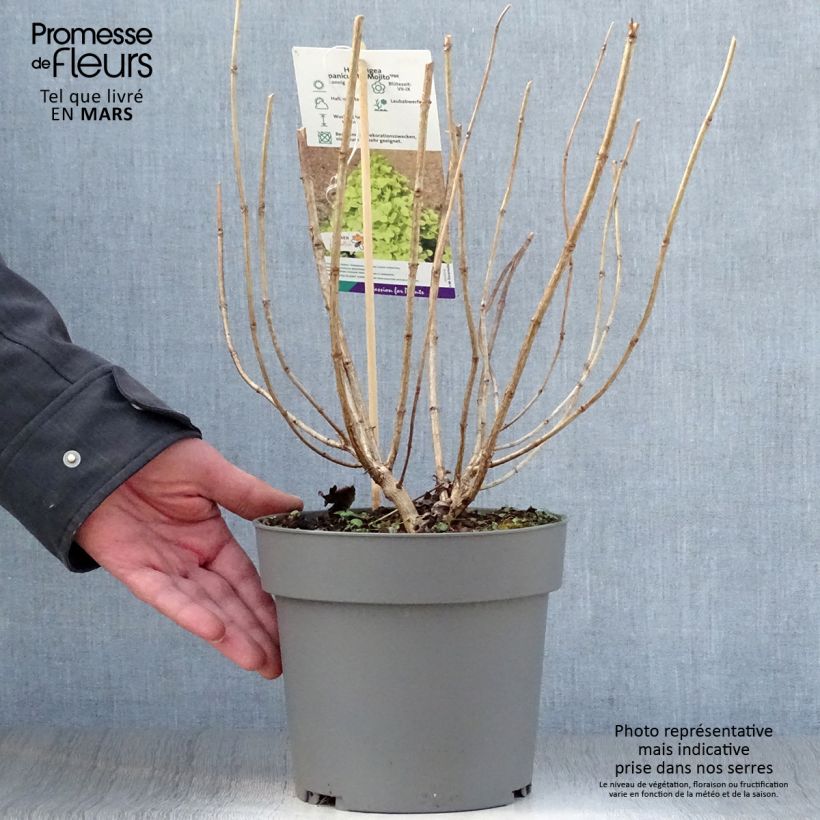 Spécimen de Hydrangea paniculata Mojito - Hortensia paniculé tel que livré au printemps