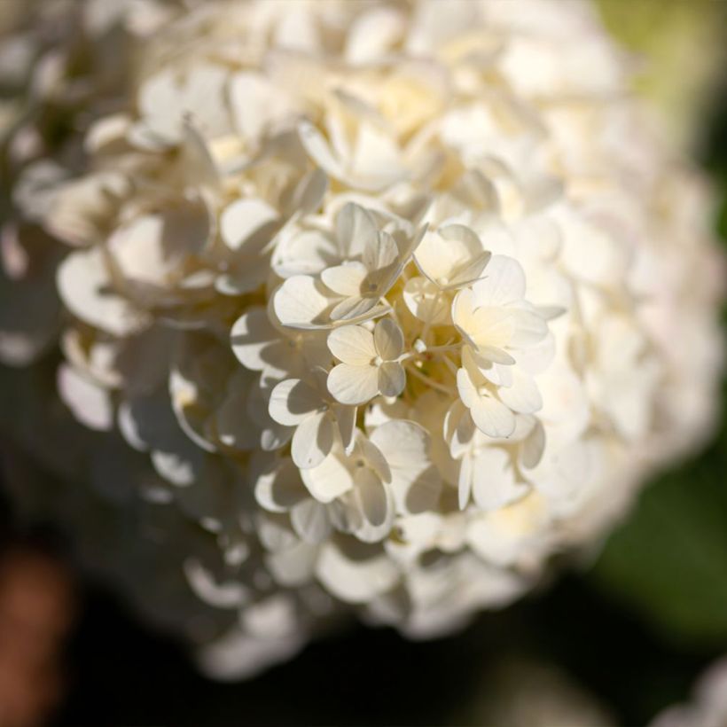 Hydrangea paniculata Polar Bear - Hortensia paniculé (Floraison)