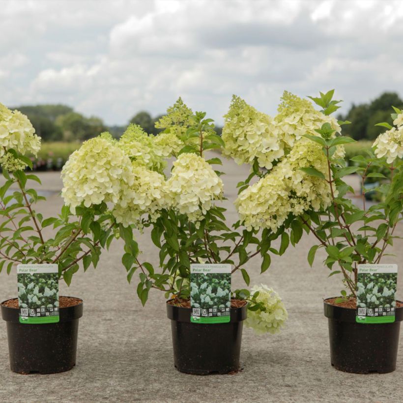 Hydrangea paniculata Polar Bear - Hortensia paniculé (Port)